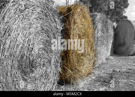 Ballen Heu oder garbe in einem Feld von Weizen nach der Ernte Stockfoto