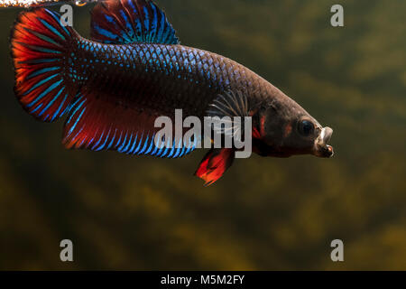 Makroaufnahme der betta Fisch Stockfoto