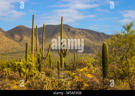 Saguaro Kaktus in der Wüste von Arizona Stockfoto