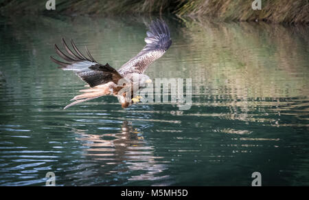 Rotmilan (Milvus milvus), die Versuchen, einen Fisch zu fangen Stockfoto