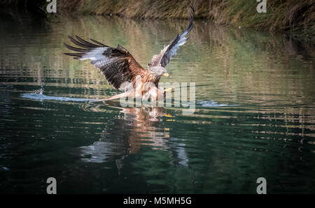 Rotmilan (Milvus milvus), die Versuchen, einen Fisch zu fangen Stockfoto