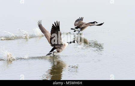 Paar Kanada Gänse aus Stockfoto