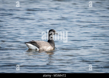 Brent Goose Schwimmen, Norfolk Stockfoto