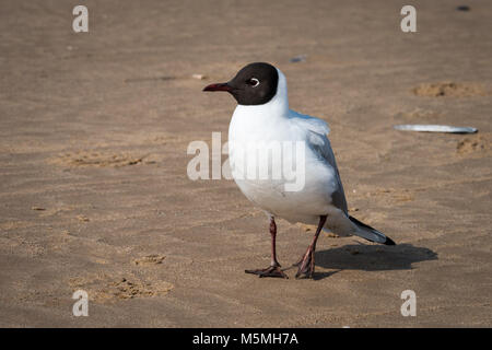 Schwarze Möwe (Larus ridibundus) am Strand, Norfolk vorangegangen Stockfoto