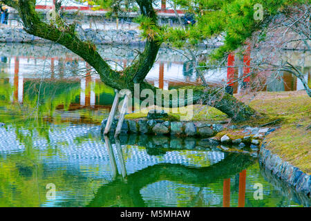 Kiefer und in den Teich an der japanischen Tempel spiegeln Stockfoto