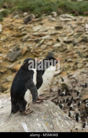 Ein paar rockhopper Pinguine auf der Faukland Inseln stehen auf einem Boulder und Suchen über die Klippe. Stockfoto