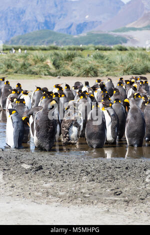 Eine Gruppe von Mauser Erwachsene Königspinguine in Wasser kühl zu bleiben. Tausende von Federn auf dem Boden. Tussac Grass und Gipfeln im Hintergrund. Stockfoto