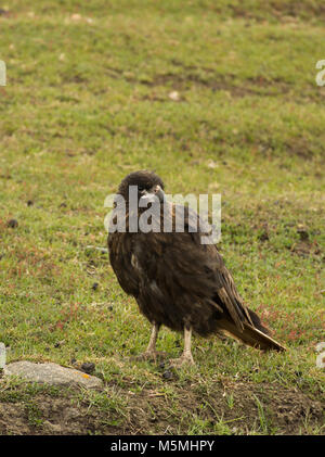 Ein Südlicher Karakara, ein gasentsorgungssystem Vogel, stehend auf einer grünen Wiese auf Saunders Island im Falkland Inseln. Stockfoto