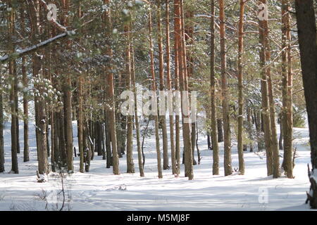 Wunderschöne Landschaft River Bank in kalten Wintertag fallen/ Schnee und Rauhreif aussehen wie märchenhaften Ort Stockfoto