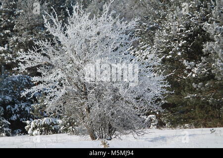 Wunderschöne Landschaft River Bank in kalten Wintertag fallen/ Schnee und Rauhreif aussehen wie märchenhaften Ort Stockfoto