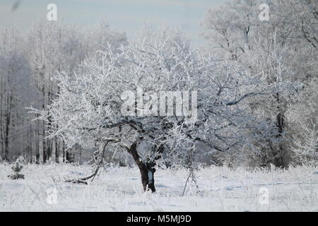 Wunderschöne Landschaft River Bank in kalten Wintertag fallen/ Schnee und Rauhreif aussehen wie märchenhaften Ort Stockfoto