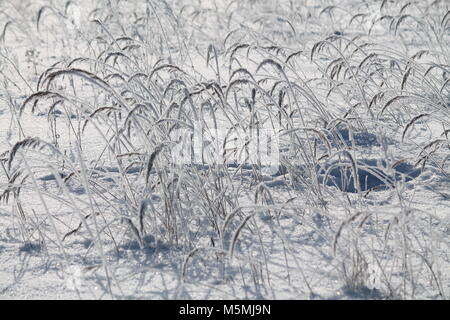 Wunderschöne Landschaft River Bank in kalten Wintertag fallen/ Schnee und Rauhreif aussehen wie märchenhaften Ort Stockfoto