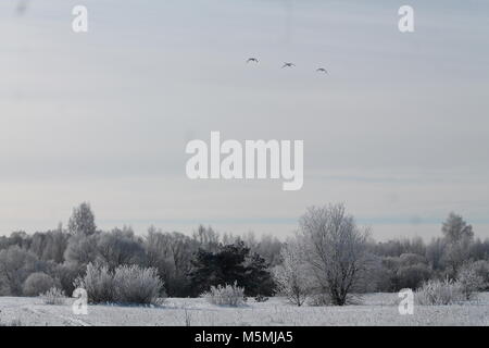 Wunderschöne Landschaft River Bank in kalten Wintertag fallen/ Schnee und Rauhreif aussehen wie märchenhaften Ort Stockfoto