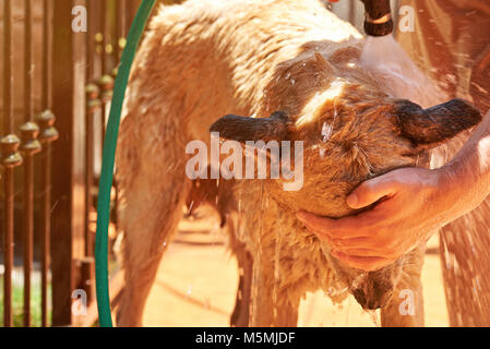 Waschen brauner Hund Fell mit Wasser. Reinigung Hund im Haus Stockfoto