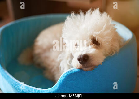 Weißer Pudel Ruhe im Bett. Flauschige Hund lag im Bett Stockfoto