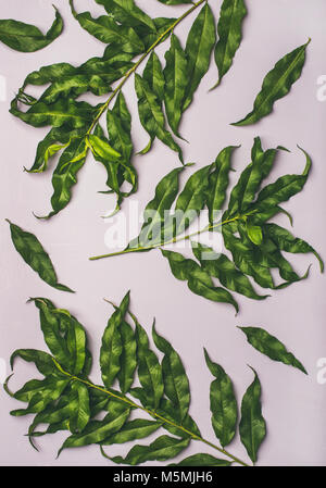 Tropischen Baum grün Blätter über Pastell lila Hintergrund, Ansicht von oben Stockfoto