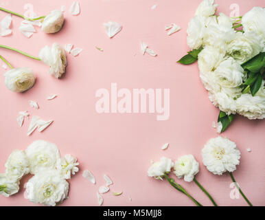 Flachbild-lay der Weißen ranunkeln Blumen rosa Hintergrund Stockfoto