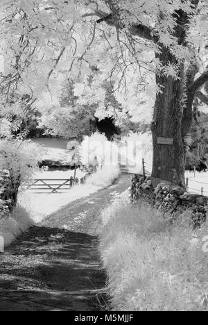 Fotoshoots von Kendall im Lake District. Infra Red DSLR, sonnigen Tag, Fotografin Claire Allen. Wunderschöne Landschaft Fotografie Stockfoto