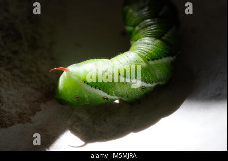 Tabak hornworms haben Diagonale weiße Streifen und einem roten "Horn." Sie sind das larvenstadium einer riesigen Motte genannten 5-beschmutzte Tabakschwärmer. Stockfoto