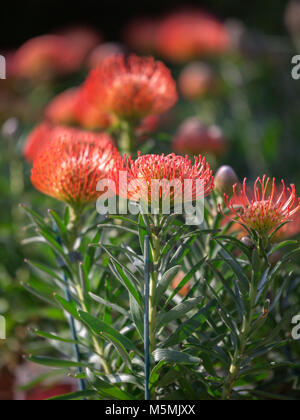 Leucospermum Tottum Glabrum x immergrüner Strauch: Blühende Pflanze aus der Familie der Proteaceae. Stockfoto