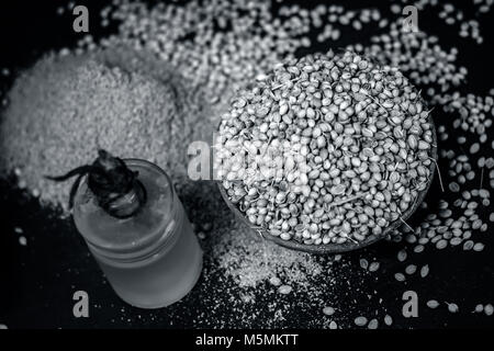 Coriandrum sativum / Koriander / dhaniya Öl mit getrockneten Koriander Samen in einem Ton Schüssel. Stockfoto