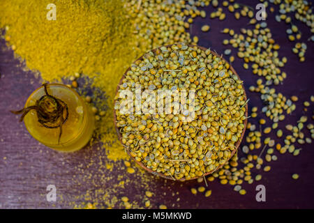Coriandrum sativum / Koriander / dhaniya Öl mit getrockneten Koriander Samen in einem Ton Schüssel. Stockfoto