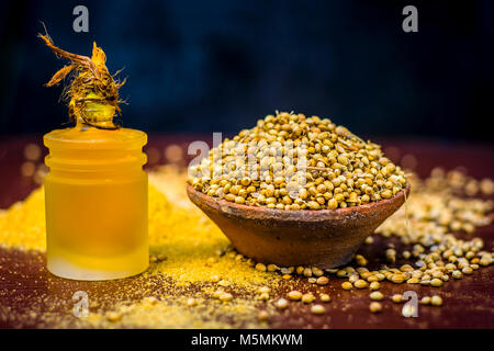Coriandrum sativum / Koriander / dhaniya Öl mit getrockneten Koriander Samen in einem Ton Schüssel. Stockfoto