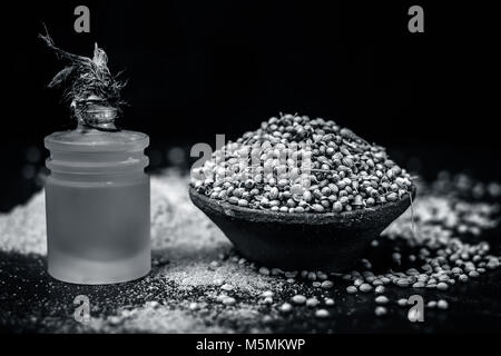 Coriandrum sativum / Koriander / dhaniya Öl mit getrockneten Koriander Samen in einem Ton Schüssel. Stockfoto