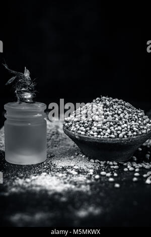 Coriandrum sativum / Koriander / dhaniya Öl mit getrockneten Koriander Samen in einem Ton Schüssel. Stockfoto