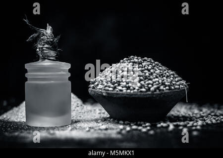 Coriandrum sativum / Koriander / dhaniya Öl mit getrockneten Koriander Samen in einem Ton Schüssel. Stockfoto
