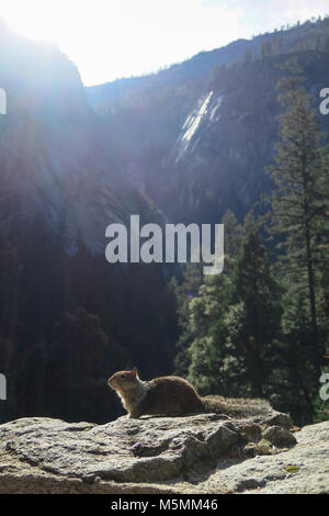 Eichhörnchen im Yosemite National Park Stockfoto