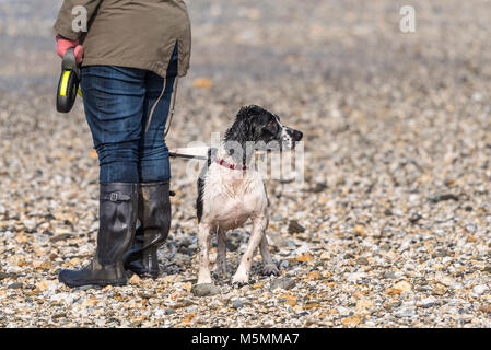 Ein Hund Cocker Spaniel, stehend auf einem Strand mit seinem Besitzer Stockfoto