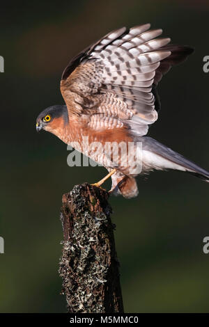 Sperber (Accipiter nisus) Großbritannien. Stockfoto