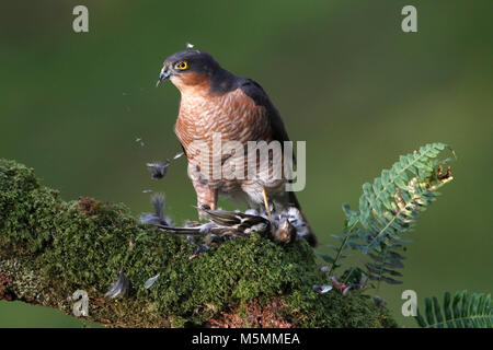 SPARROWHAWK, GROSSBRITANNIEN. Stockfoto