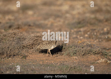 Houbara Bustard/Nordafrikanischen Houbara Bustard/Kanaren (Chlamydotis undulata fuertaventurae) Stockfoto