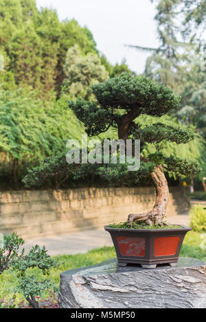 Bonsai Baum in einem Topf auf einem Felsen, China Stockfoto