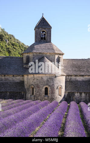 Abbaye de Sénanque, Provence-Alpes-Côte d'Azur, Frankreich Stockfoto