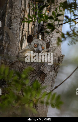 Red-tailed Sportliche Lemur - Lepilemur ruficaudatus, kleine nächtliche endemisch Madagaskar sportliche Lemuren im Baum versteckt. Stockfoto