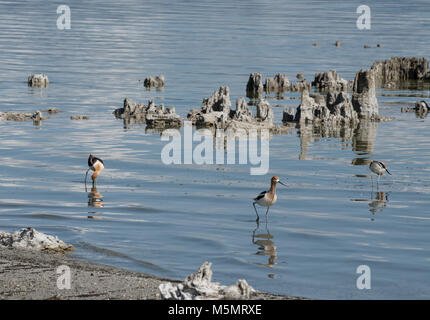 Amerikanische Säbelschnäbler, Recurvirostra americana, Spaziergang durch die alkalische Wasser des Mono Lake inmitten der Sand tufas in Lee Vining, Kalifornien Stockfoto