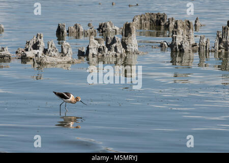 Amerikanische Säbelschnäbler, Recurvirostra americana, Spaziergang durch die alkalische Wasser des Mono Lake inmitten der Sand tufas in Lee Vining, Kalifornien Stockfoto