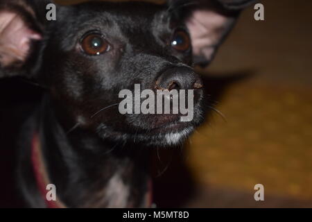 Die kleinen schwarzen Hund Stockfoto