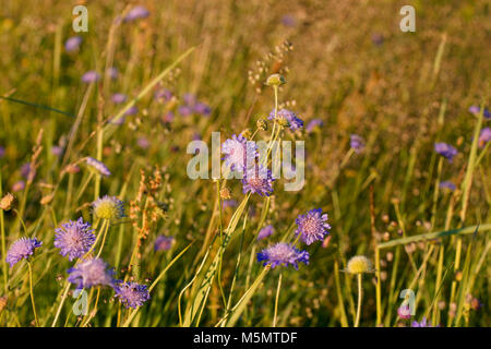 Ländliche Landschaft, Gras leuchtet von warmen, sonnigen, abstrakte natürlichen Hintergründe für Ihr Design Stockfoto