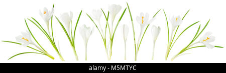 Isolierte Frühlingsblumen. Sammlung der blühenden weißen Crocus (Safran) auf weißem Hintergrund mit Freistellungspfad isoliert Stockfoto