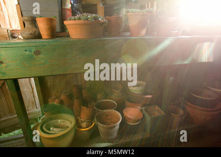 Sonnenlicht durch die innere Gartenhaus Fenster. terracotta Töpfe und Pflanzen Stockfoto