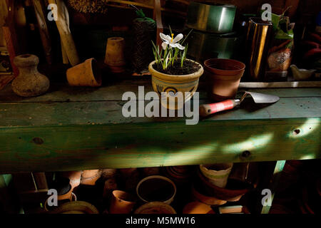 Innenraum der Gartenhaus mit Krokus in Terrakotta Übertopf Stockfoto