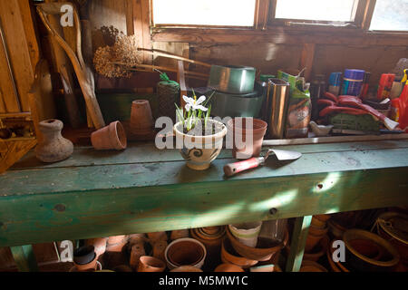 Blumentopf mit Krokus im Inneren von Gartenhaus Stockfoto