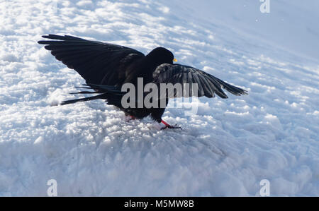 Eine Pfeifhasen (Ochotonidae) Manchmal sitzt im Schnee im Winter in der Schweiz. Stockfoto