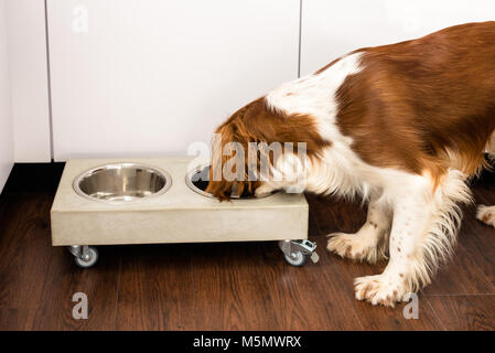 Springer Spaniel Essen Stockfoto