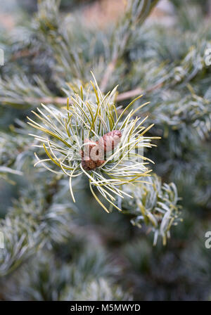 Pinus. Die Entwicklung von tannenzapfen am Baum, Stockfoto