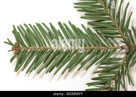 Die Unterseite der Balsam-tanne (Abies balsamea) Zweig Stockfoto